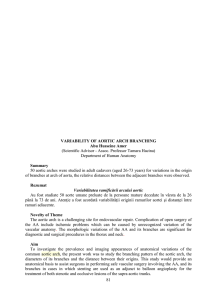 Department of Human Anatomy VARIABILITY OF AORTIC ARCH BRANCHING