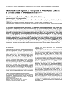 ﬁcation of Myosin XI Receptors in Arabidopsis Deﬁnes Identi