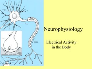 Neurophysiology Electrical Activity in the Body