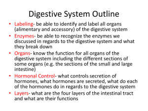 Digestive System Outline