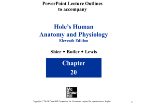 Hole’s Human Anatomy and Physiology Chapter 20