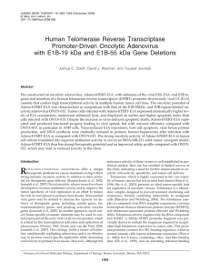 Human Telomerase Reverse Transcriptase Promoter-Driven Oncolytic Adenovirus