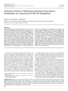 Antitumor Activity of Methoxymorpholinyl Doxorubicin: Potentiation by Cytochrome P450 3A Metabolism