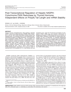Post-Transcriptional Regulation of Hepatic NADPH- Cytochrome P450 Reductase by Thyroid Hormone: