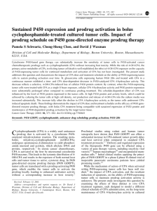 Sustained P450 expression and prodrug activation in bolus