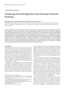 Wandering Neuronal Migration in the Postnatal Vertebrate Forebrain Development/Plasticity/Repair Benjamin B. Scott,