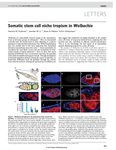 LETTERS Somatic stem cell niche tropism in Wolbachia  Horacio M. Frydman