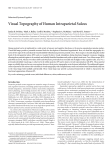 Visual Topography of Human Intraparietal Sulcus