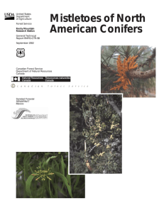 Mistletoes of North American Conifers United States Department