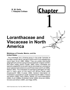 1 Chapter Loranthaceae and Viscaceae in North