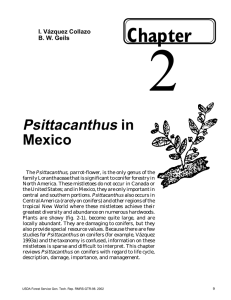 2 Chapter Psittacanthus in
