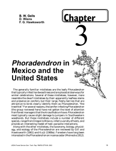 3 Chapter Phoradendron in