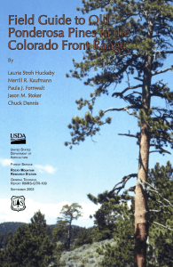 Field Guide to Old Ponderosa Pines in the Colorado Front Range By