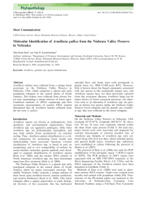 Molecular Identiﬁcation of Armillaria gallica from the Niobrara Valley Preserve