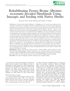 Bromus tectorum Rehabilitating Downy Brome ( )–Invaded Shrublands Using