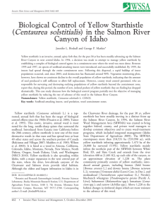Centaurea solstitialis Biological Control of Yellow Starthistle ( ) in the Salmon River