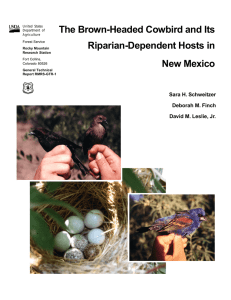 The Brown-Headed Cowbird and Its Riparian-Dependent Hosts in New Mexico Sara H. Schweitzer