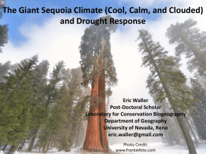 The Giant Sequoia Climate (Cool, Calm, and Clouded) and Drought Response