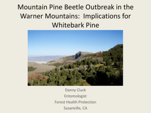 Mountain Pine Beetle Outbreak in the Warner Mountains:  Implications for