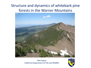 Structure and dynamics of whitebark pine forests in the Warner Mountains