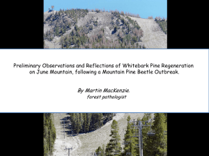 Preliminary Observations and Reflections of Whitebark Pine Regeneration