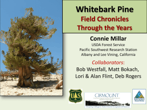 Whitebark Pine Field Chronicles Through the Years Connie Millar