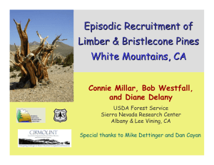 Episodic Recruitment of Limber &amp; Bristlecone Pines White Mountains, CA