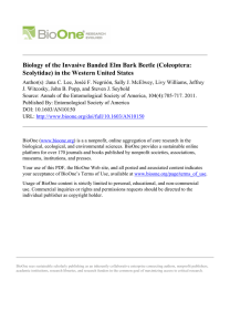 Biology of the Invasive Banded Elm Bark Beetle (Coleoptera: