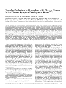 ’s Disease Vascular Occlusions in Grapevines with Pierce 1[OA]