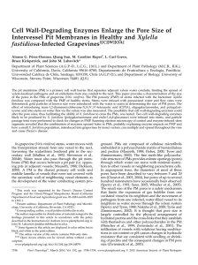 Cell Wall-Degrading Enzymes Enlarge the Pore Size of Xylella fastidiosa-Infected Grapevines