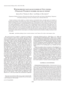 The xylem network of conduits is comprised of cylindrical