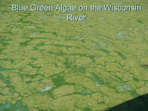 Blue Green Algae on the Wisconsin River