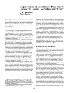 Regeneration of Cold Desert Pine of N.W. Himalayas (India)—A Preliminary Study