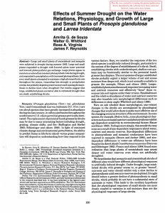 Effects of Summer Drought on the Water Prosopis glandulosa Larrea tridentata