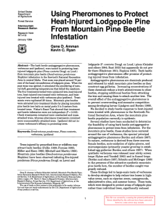 Using Pheromones to Protect Heat-Injured Lodgepole Pine From Mountain Pine Beetle Infestation