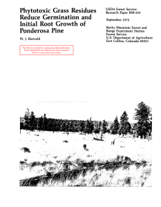 Phytotoxic Grass  Residues Reduce  Germination and Ponderosa  Pine