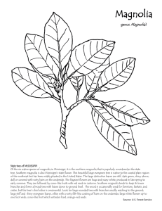 Magnolia genus )