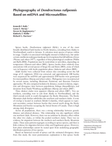 Dendroctonus rufipennis Based on mtDNA and Microsatellites