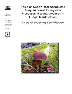 Roles of Woody Root-Associated Fungi in Forest Ecosystem Processes: Recent Advances in
