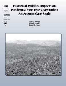 Historical Wildfire Impacts on Ponderosa Pine Tree Overstories: An Arizona Case Study