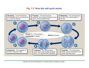 Fig. 7.2 How the cell cycle works