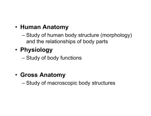 Human Anatomy Physiology