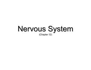 Nervous System (Chapter 12)