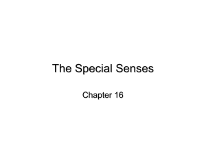 The Special Senses Chapter 16