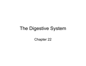 The Digestive System Chapter 22