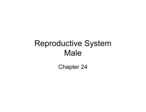 Reproductive System Male Chapter 24