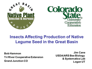 Insects Affecting Production of Native Legume Seed in the Great Basin