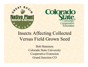 Insects Affecting Collected Versus Field Grown Seed Bob Hammon Colorado State University