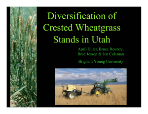 Diversification of Crested Wheatgrass Stands in Utah April Hulet, Bruce Roundy,