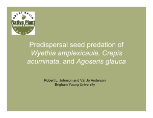 Predispersal seed predation of Wyethia amplexicaule, Crepis acuminata